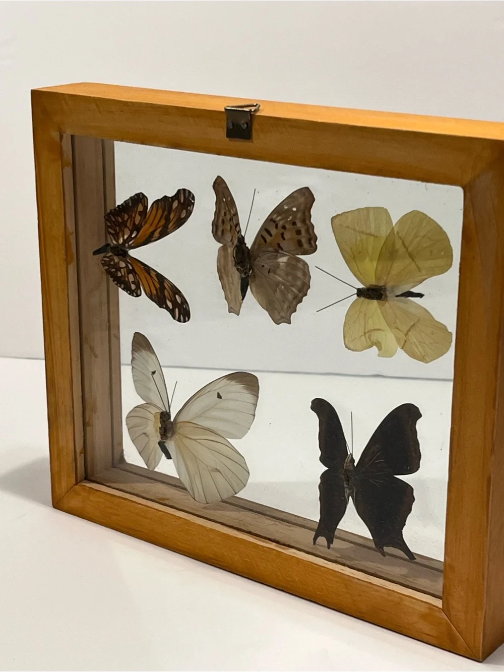 Rare 5 Real Butterflies in Wooden Box Between Glasses Wall Hanging 7.75”-6.75”